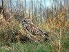 Short-eared Owl at Two Tree Island (Steve Arlow) (177182 bytes)